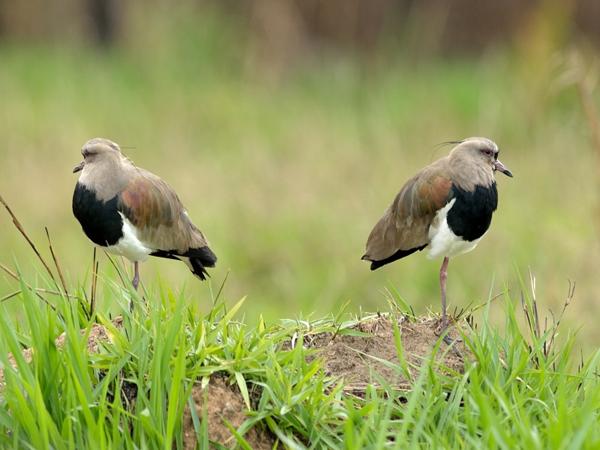 <h3><a href="/trips/salesopolis-2014/biota/animalia/chordata/aves/024 charadriiformes/009 charadriidae/vanellus chilensis/vanellus chilensis-nl.html">Vanellus&nbsp;chilensis</a> / Southern&nbsp;lapwing / Chileense&nbsp;kievit</h3>NIKON D7100 met AF-S Nikkor 300mm f/2.8G IF-ED VR II, 1/1250 sec  bij F4.5, ISO 320, afstand 14.9&nbsp;m
